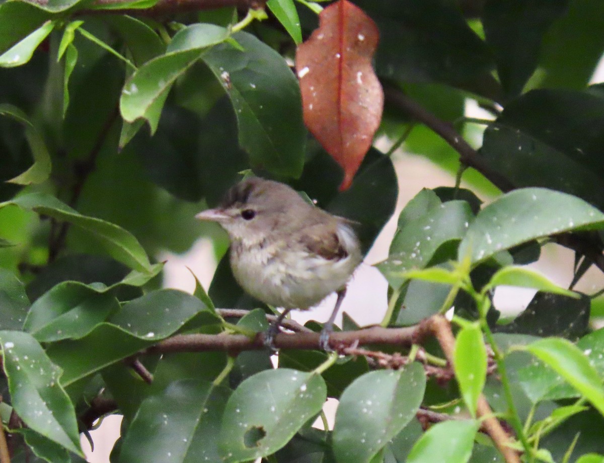 Bell's Vireo (Least) - ML261813041