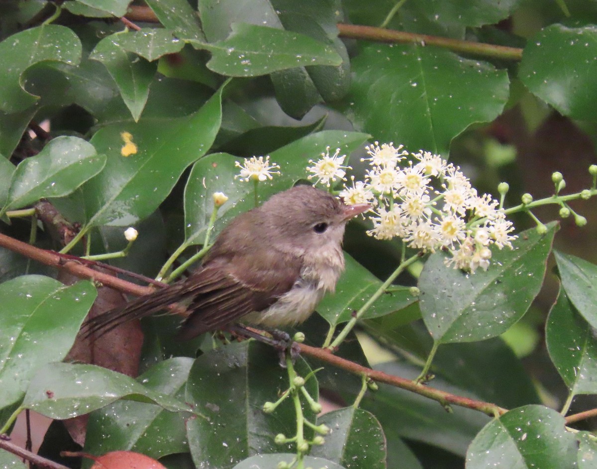 Bell's Vireo (Least) - ML261813071