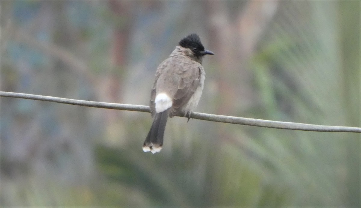 eBird Checklist - 8 Mar 2018 - Malee's Nature Lovers Bungalows - 3 species