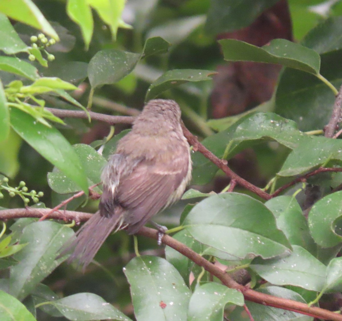 Bell's Vireo (Least) - ML261813291