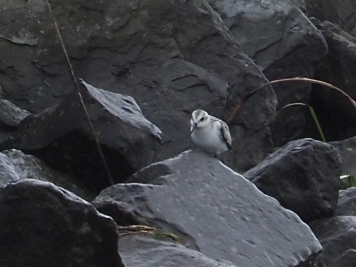 Sanderling - ML261816301