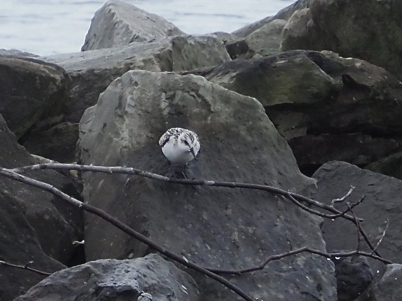 Sanderling - ML261816311