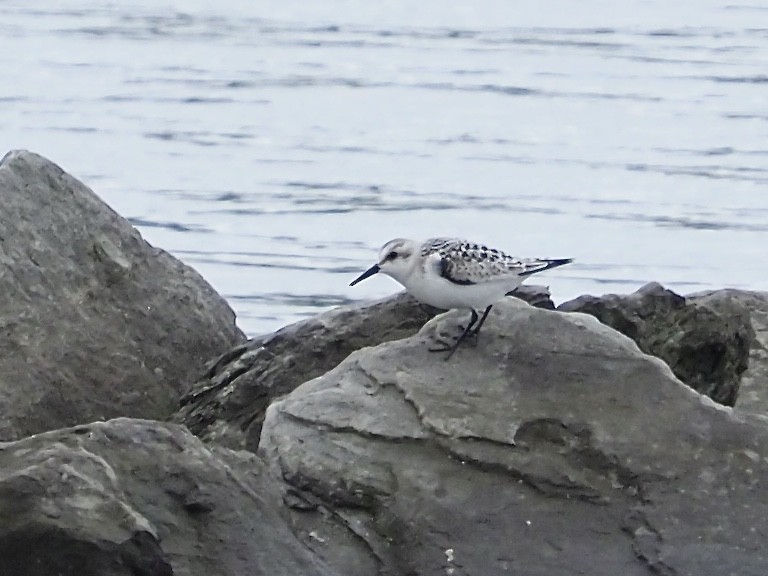 Sanderling - ML261816321