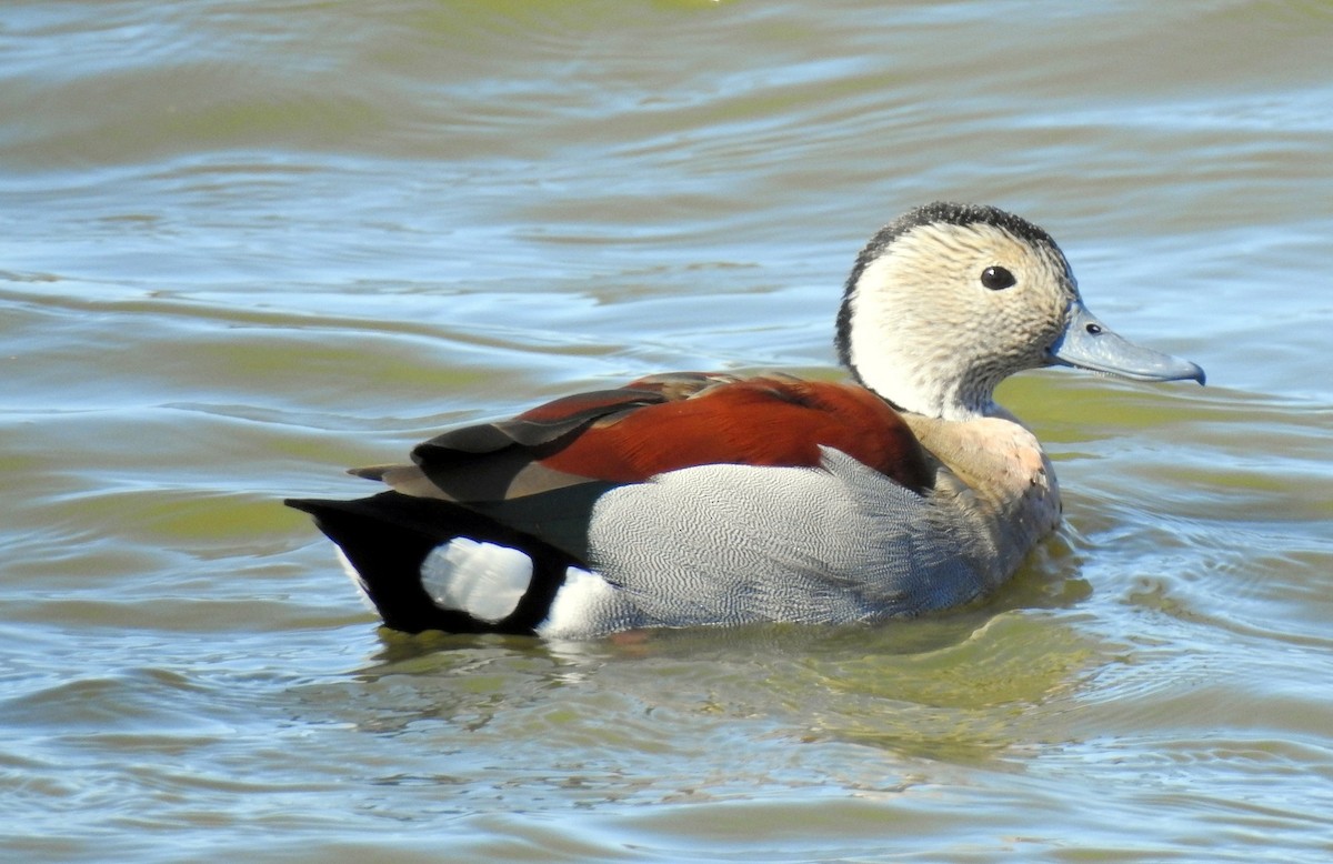 Ringed Teal - ML261816331