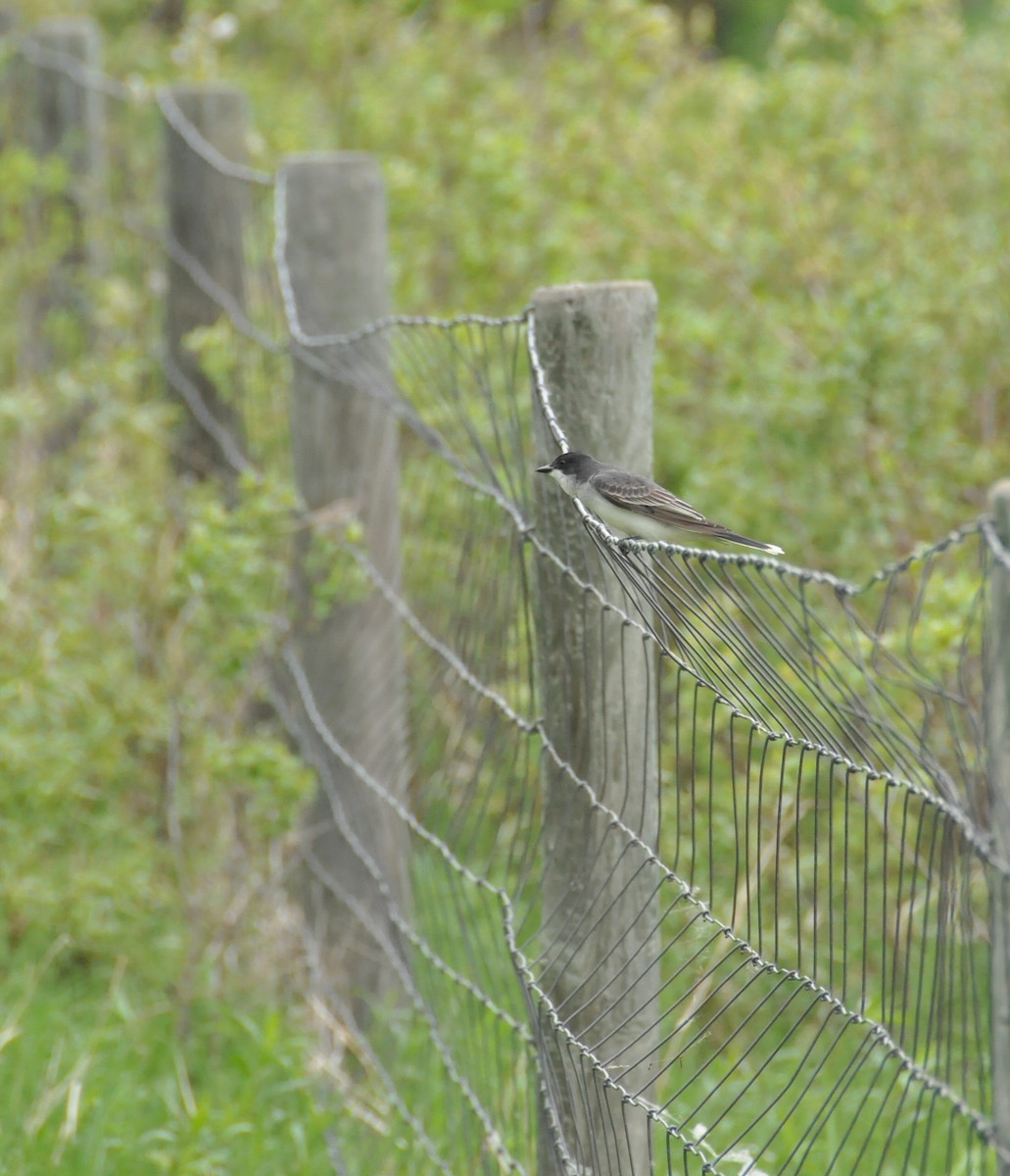 Eastern Kingbird - ML261818511