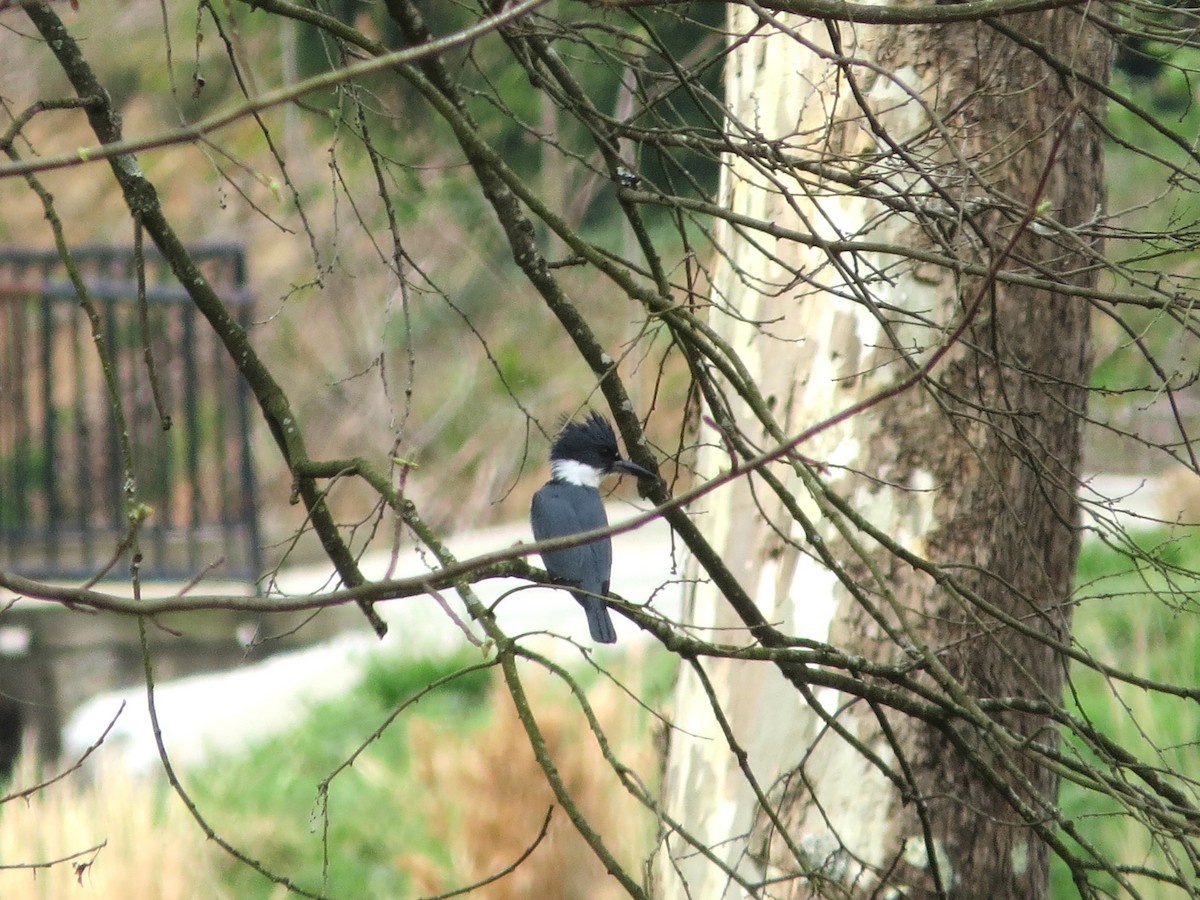 Belted Kingfisher - Tony-Cara Woods