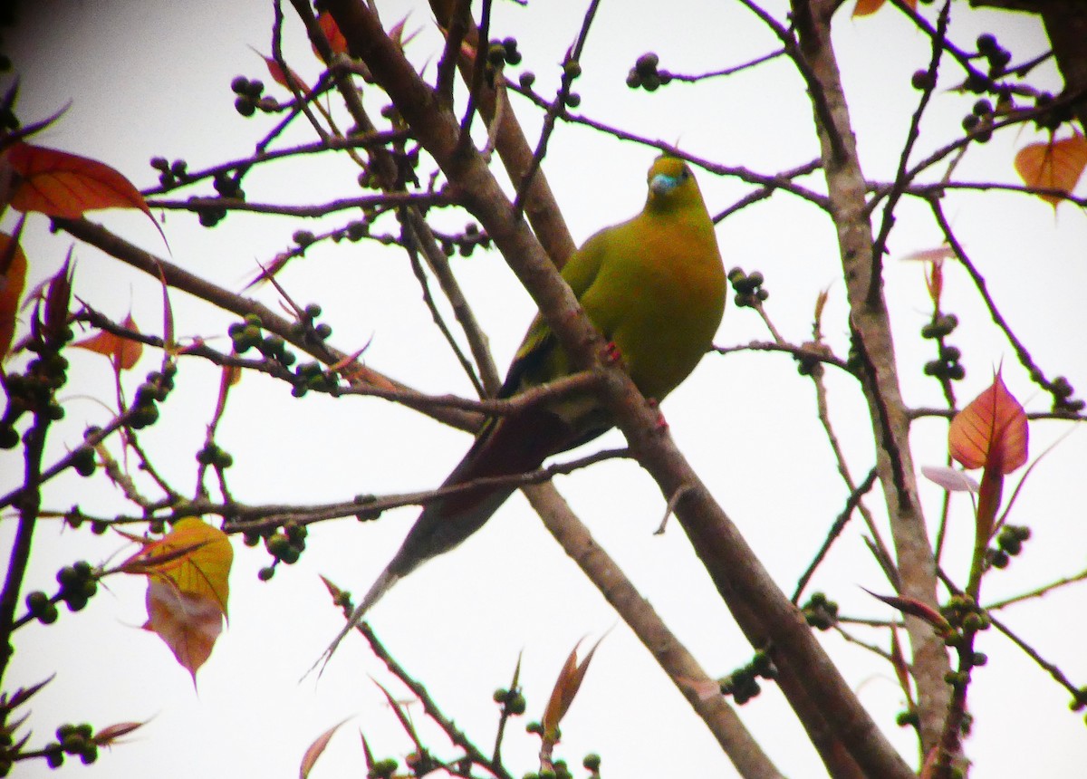 Pin-tailed Green-Pigeon - Morten Winther Dahl
