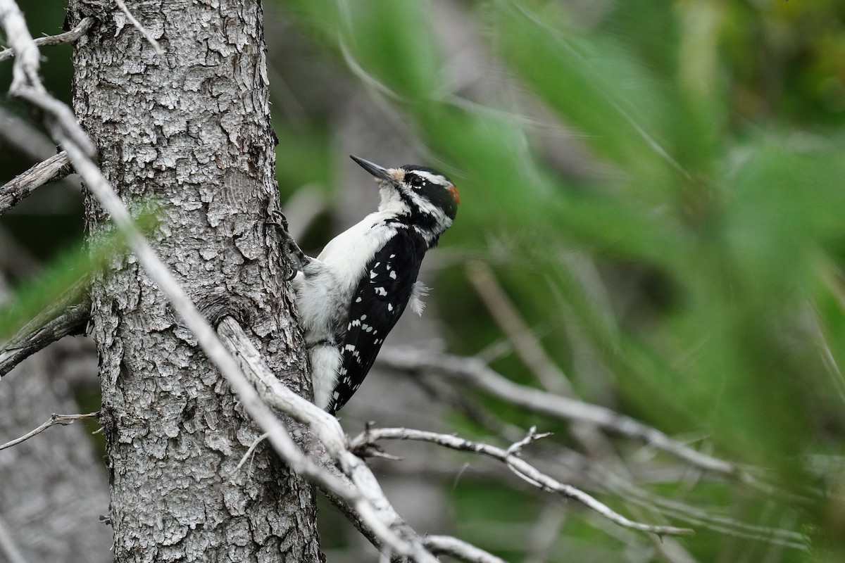 Downy Woodpecker - ML261819921