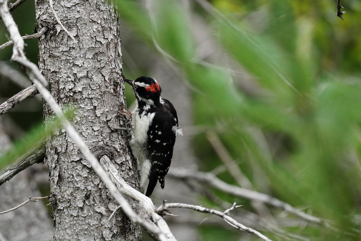 Downy Woodpecker - ML261819931