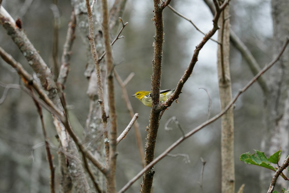 Black-throated Green Warbler - ML261819971