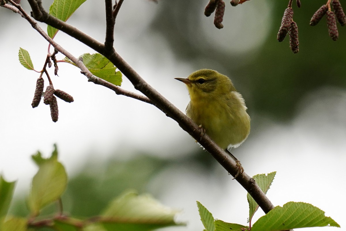 Tennessee Warbler - ML261820041