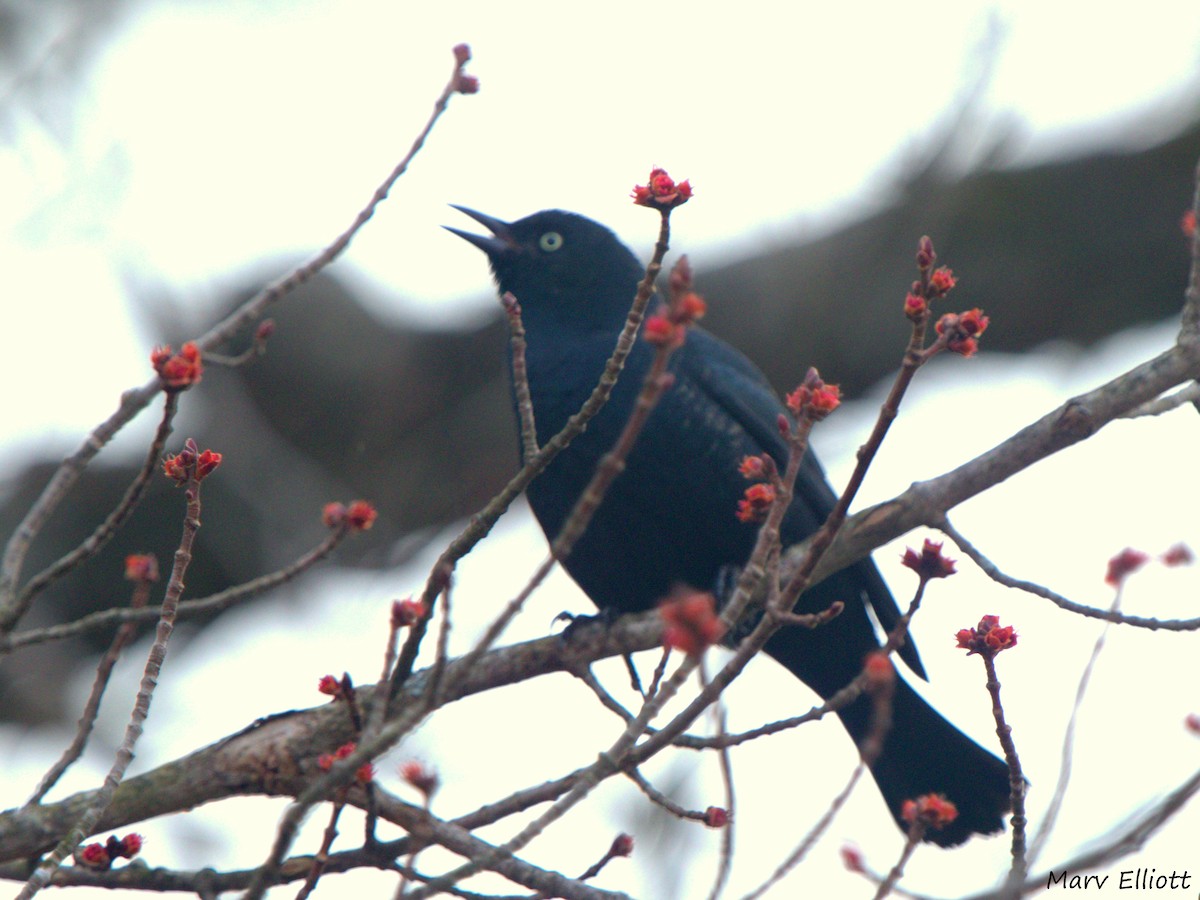 Rusty Blackbird - ML26182071