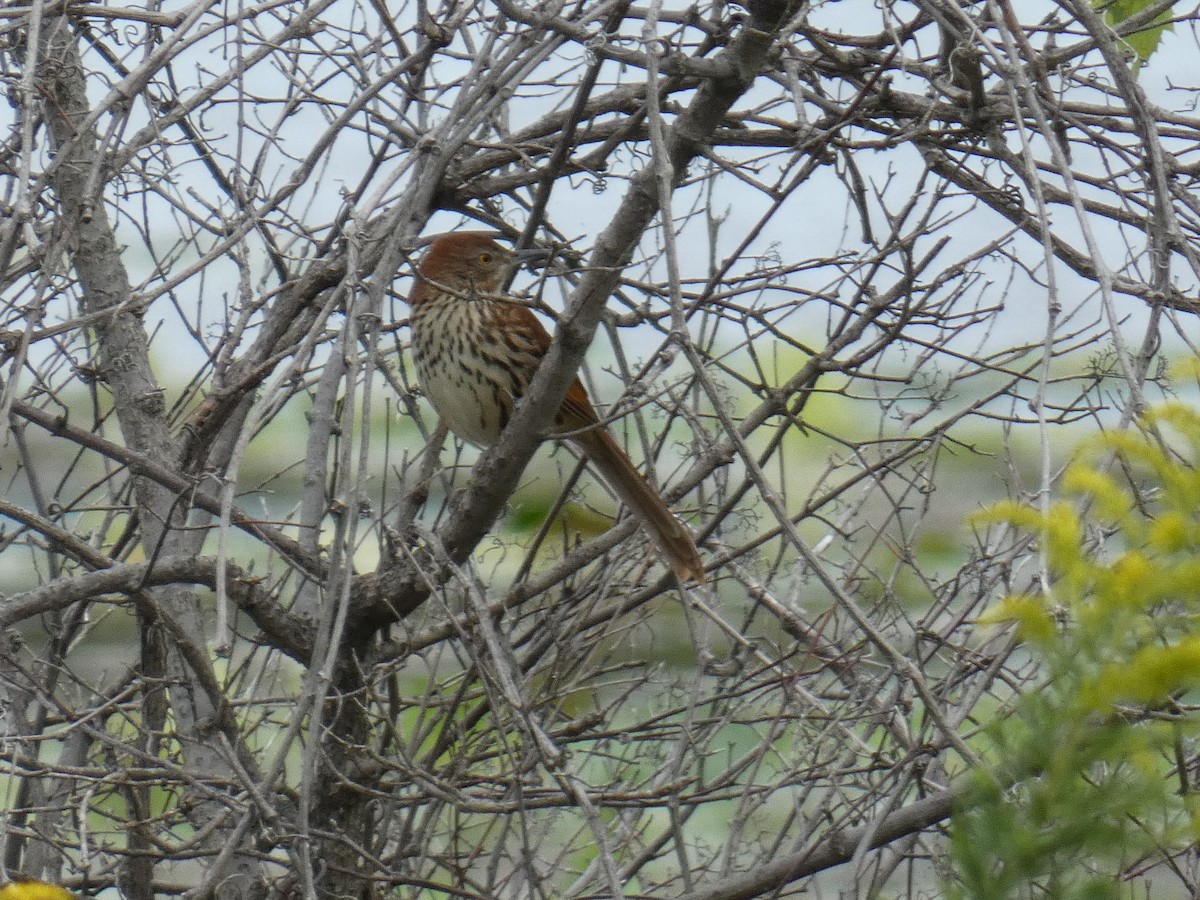 Brown Thrasher - ML261822541