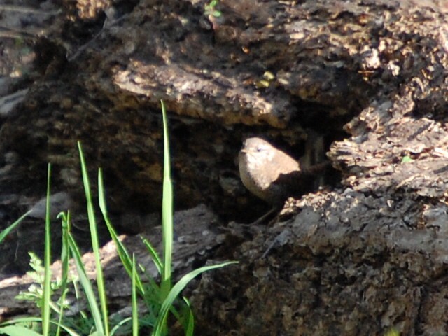 Winter Wren - ML26182351