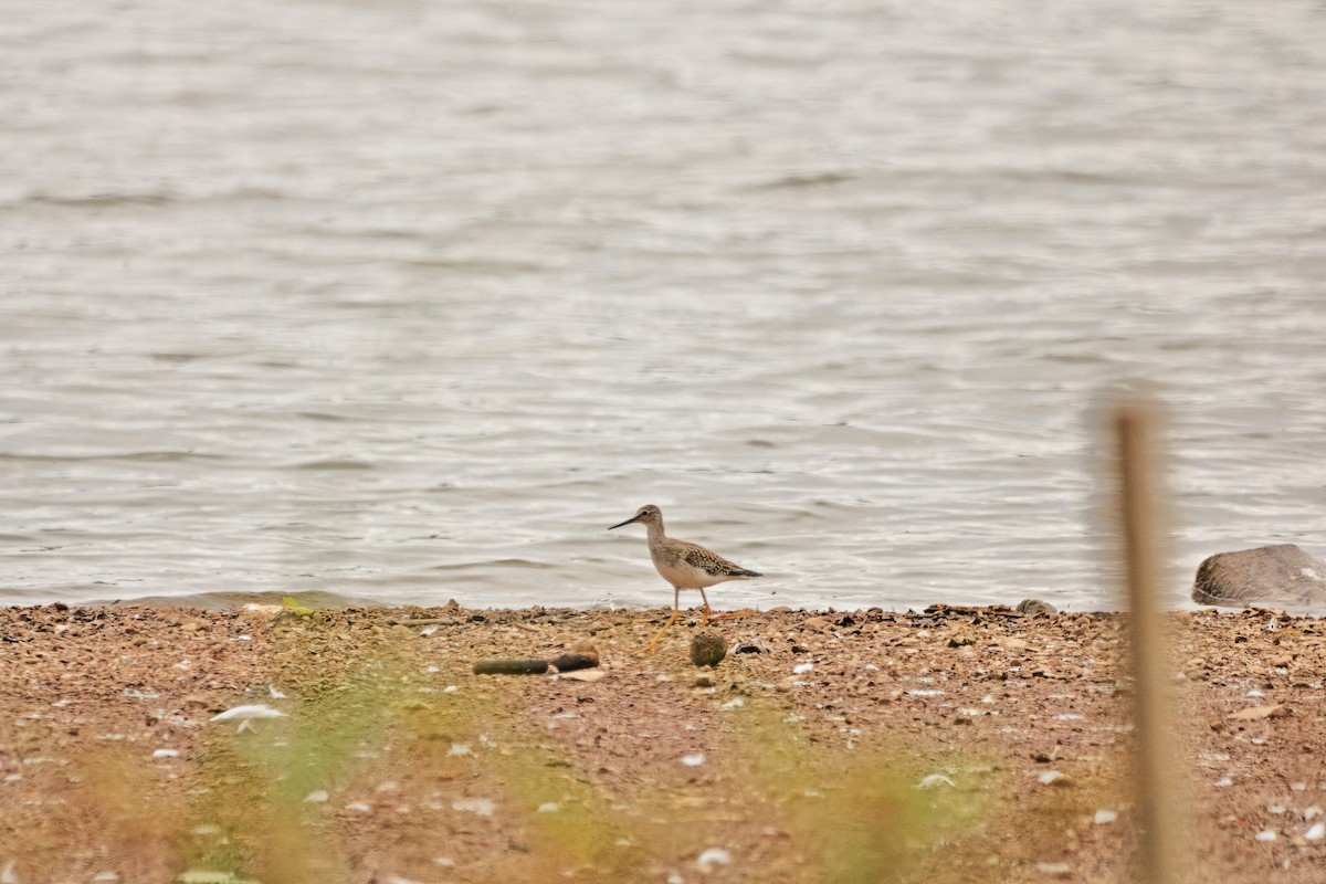 Lesser Yellowlegs - Joe DeJong