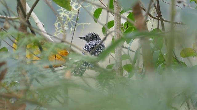 Bar-crested Antshrike - ML261824921
