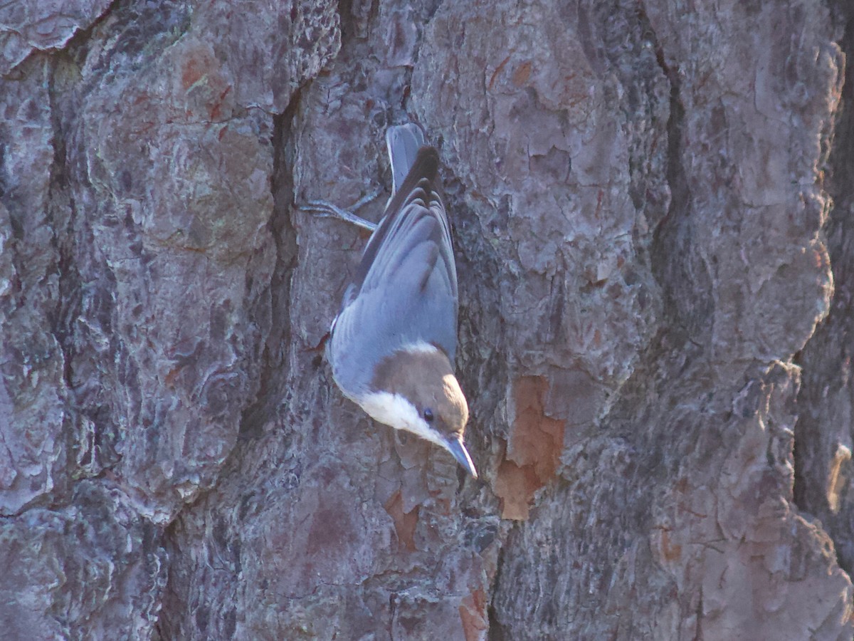 Brown-headed Nuthatch - ML261826191