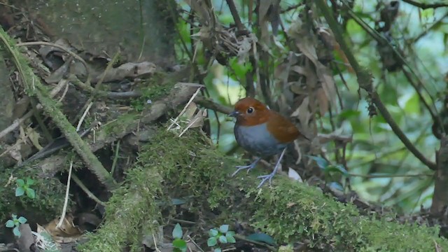 Bicolored Antpitta - ML261827081