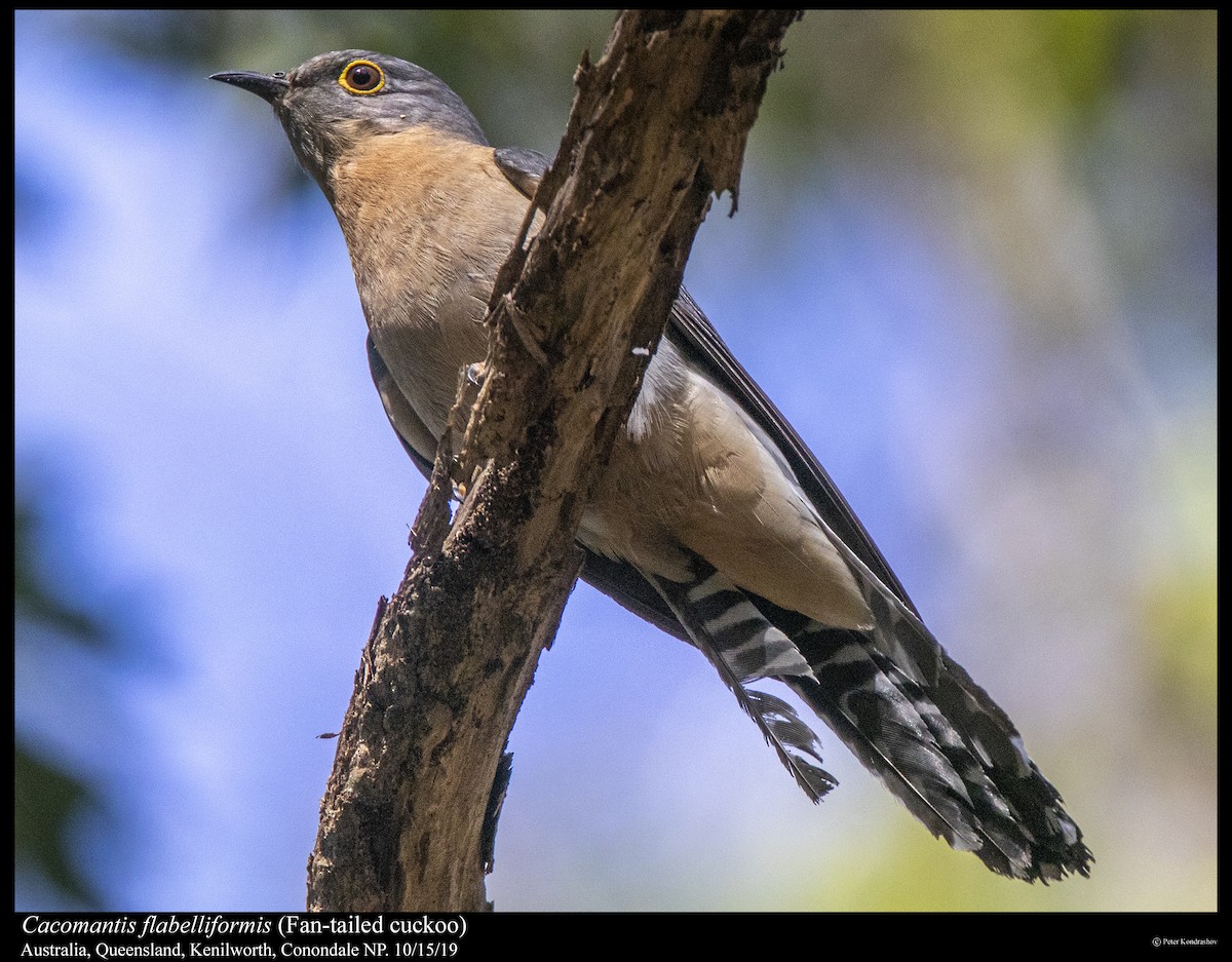 Fan-tailed Cuckoo - Peter Kondrashov