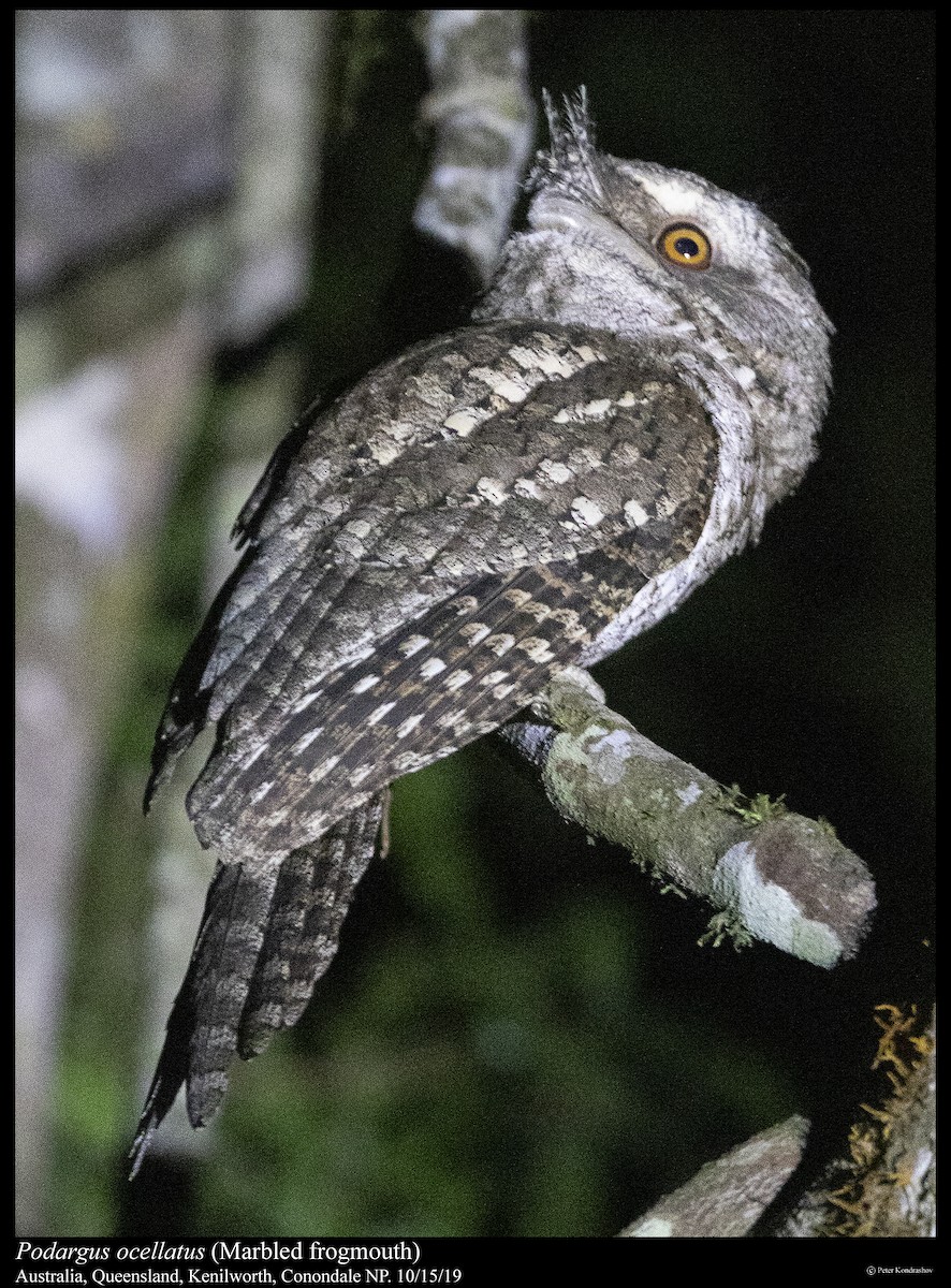 Marbled Frogmouth - Peter Kondrashov