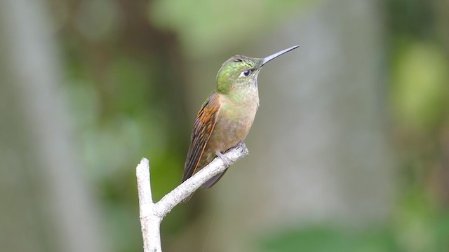 Fawn-breasted Brilliant - ML261831171