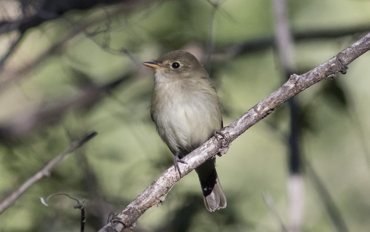 Empidonax sp. - Caleb Putnam