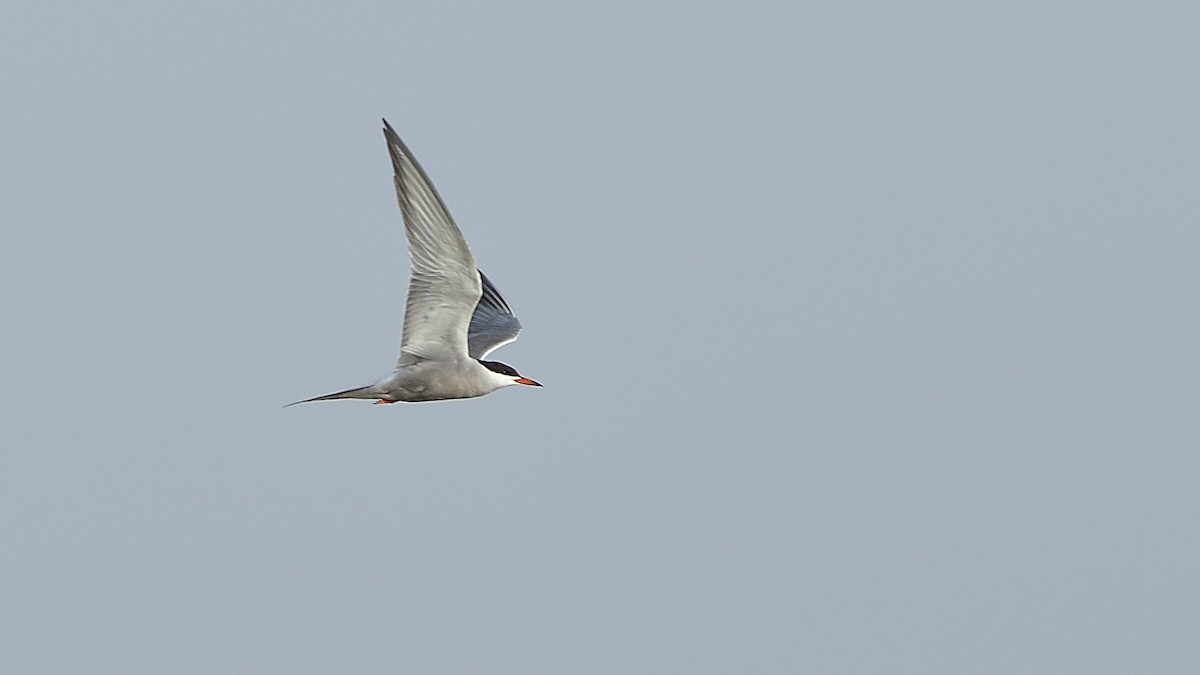 Common Tern - xiwen CHEN