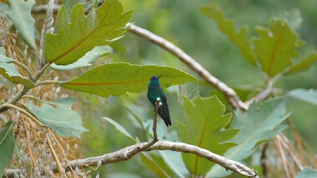 Indigo-capped Hummingbird - ML261833741