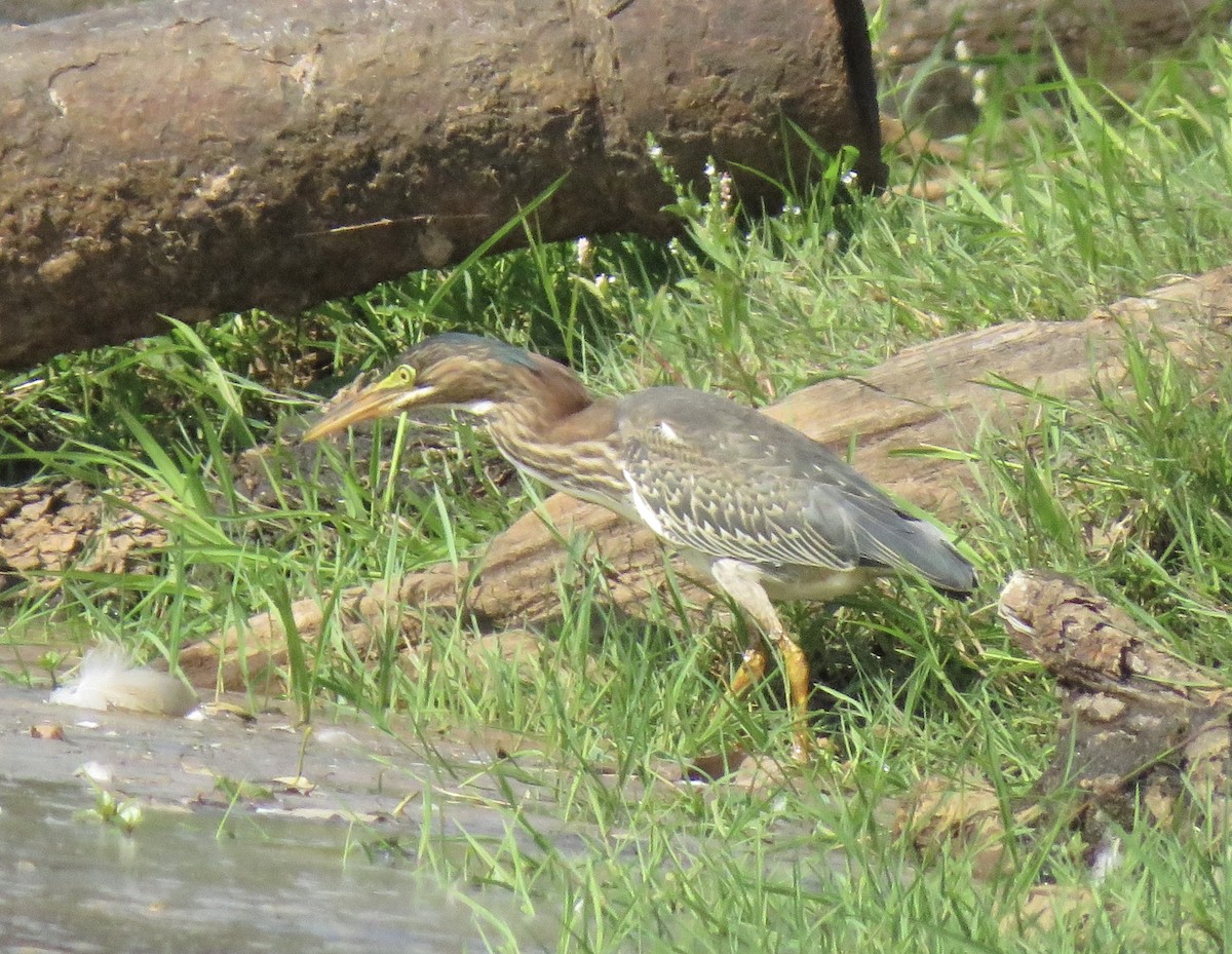 Green Heron - ML261834491