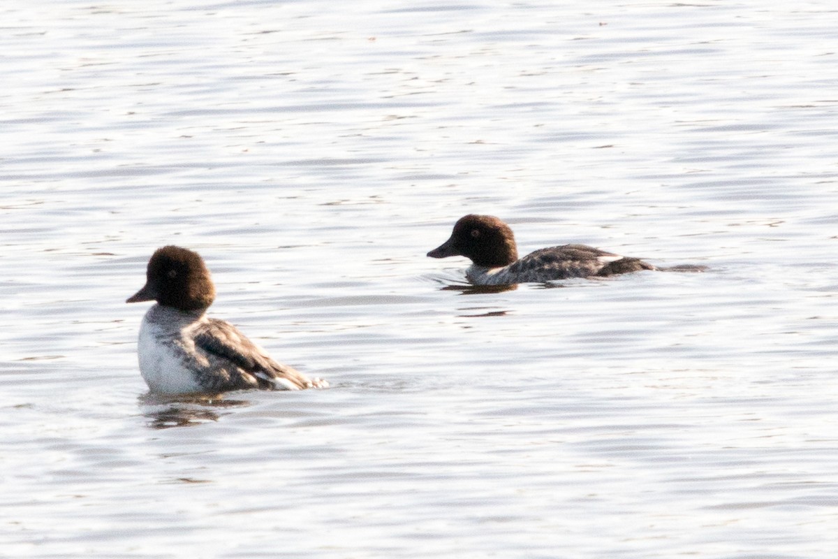 Common Goldeneye - ML261836191