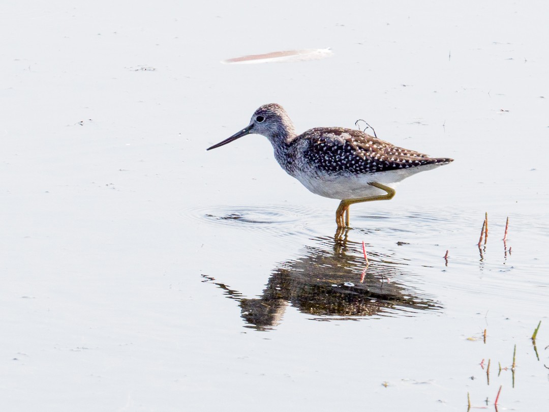 Lesser Yellowlegs - ML261837451