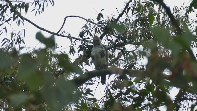 Ornate Hawk-Eagle - ML261837711