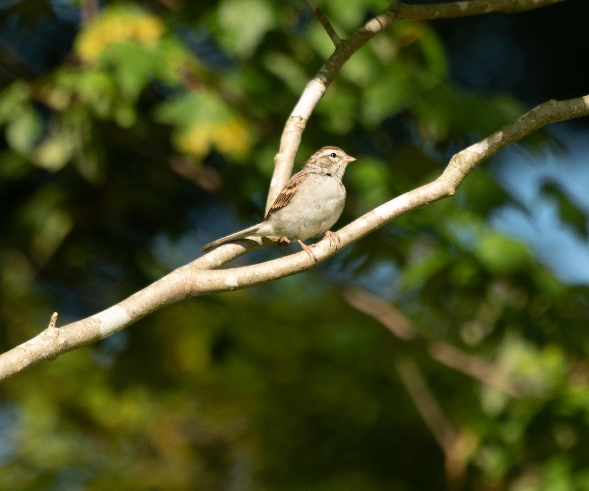 Chipping Sparrow - ML261839491