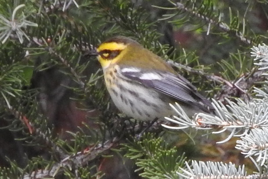 Townsend's Warbler - ML261843911