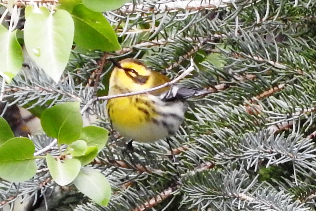 Townsend's Warbler - ML261843931
