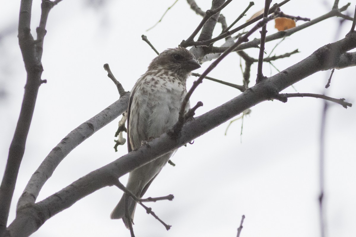 Purple Finch - ML261843971