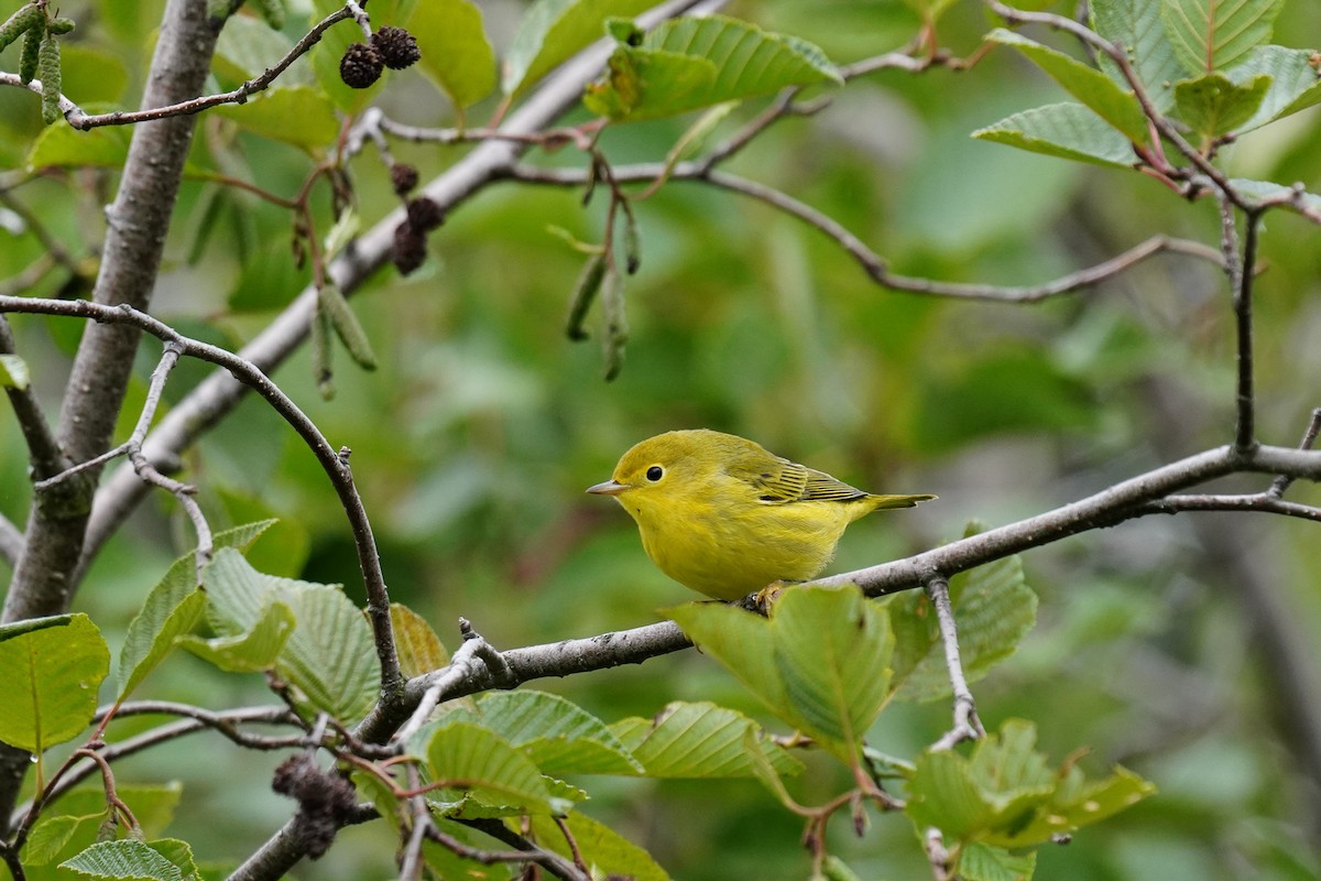 Yellow Warbler - Tina Randell 🐦