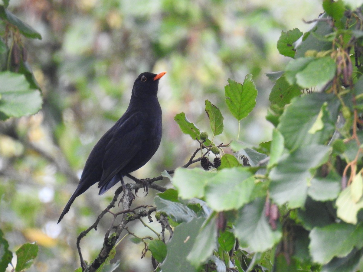 Eurasian Blackbird - ML261844591