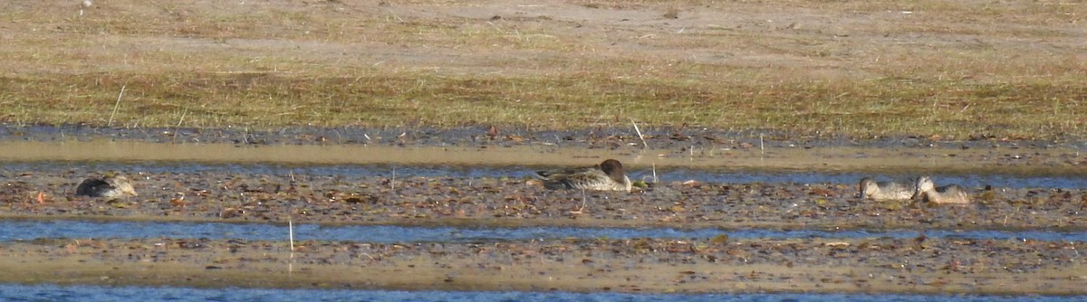Green-winged Teal - ML261850391
