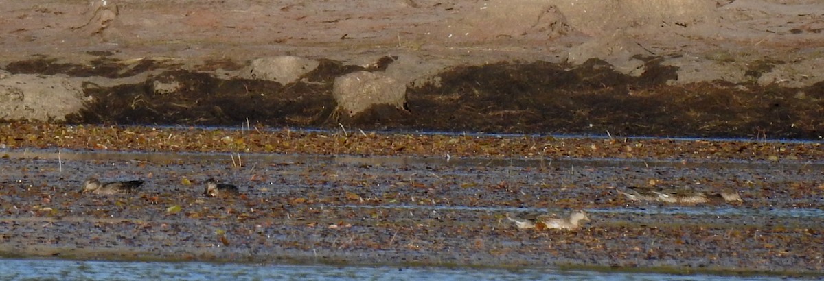 Green-winged Teal - ML261850401