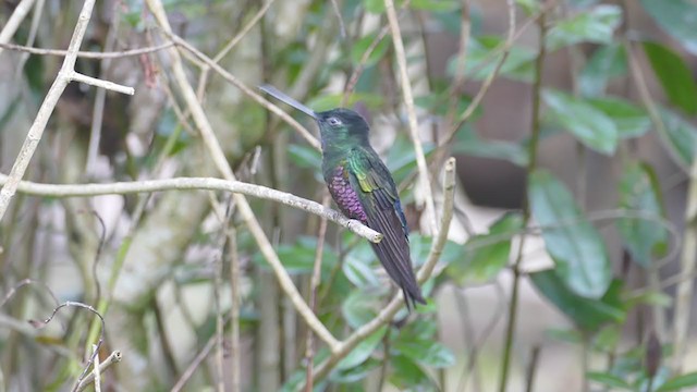 Blue-throated Starfrontlet - ML261850741