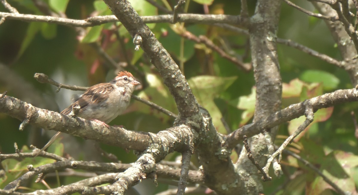 Chipping Sparrow - ML261851911