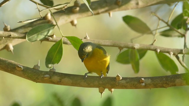 Velvet-fronted Euphonia - ML261852601