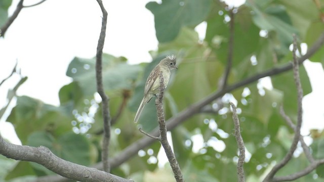 Yellow-bellied Elaenia - ML261855431