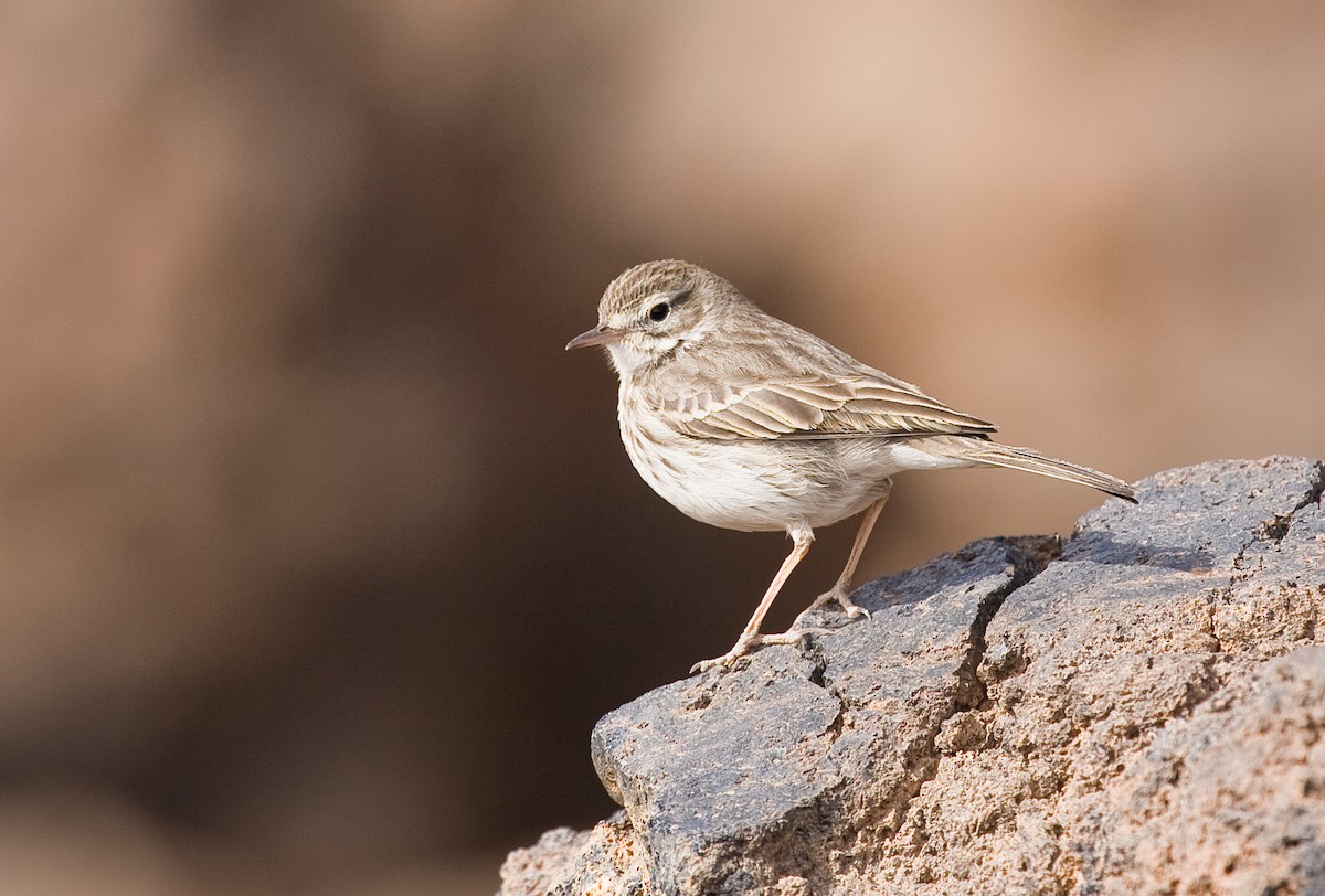 Berthelot's Pipit - ML261855451