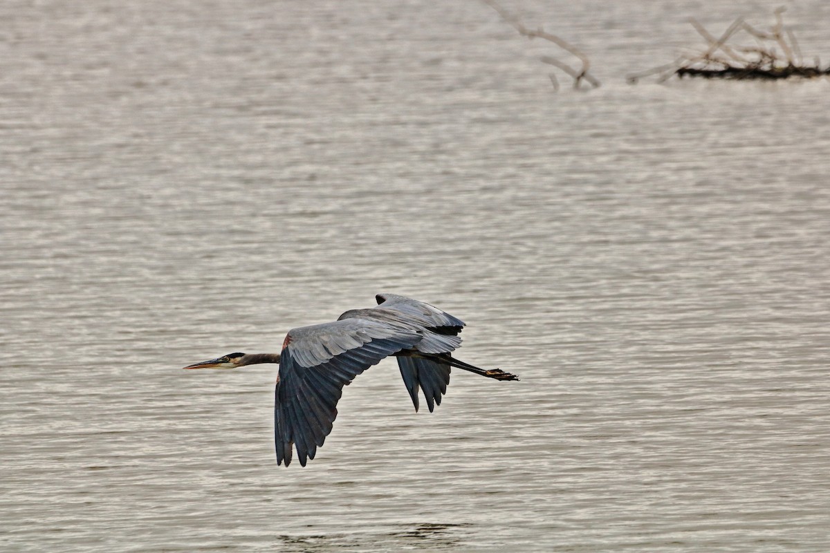 Great Blue Heron - Joe DeJong