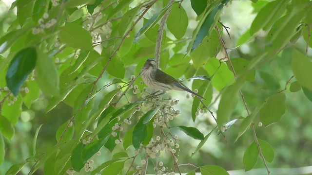 Пёстрый сальтатор - ML261857131