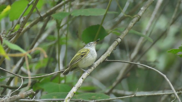 Slate-headed Tody-Flycatcher - ML261858701