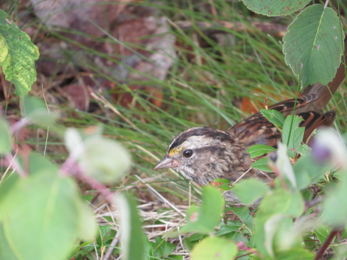 White-throated Sparrow - ML261858981