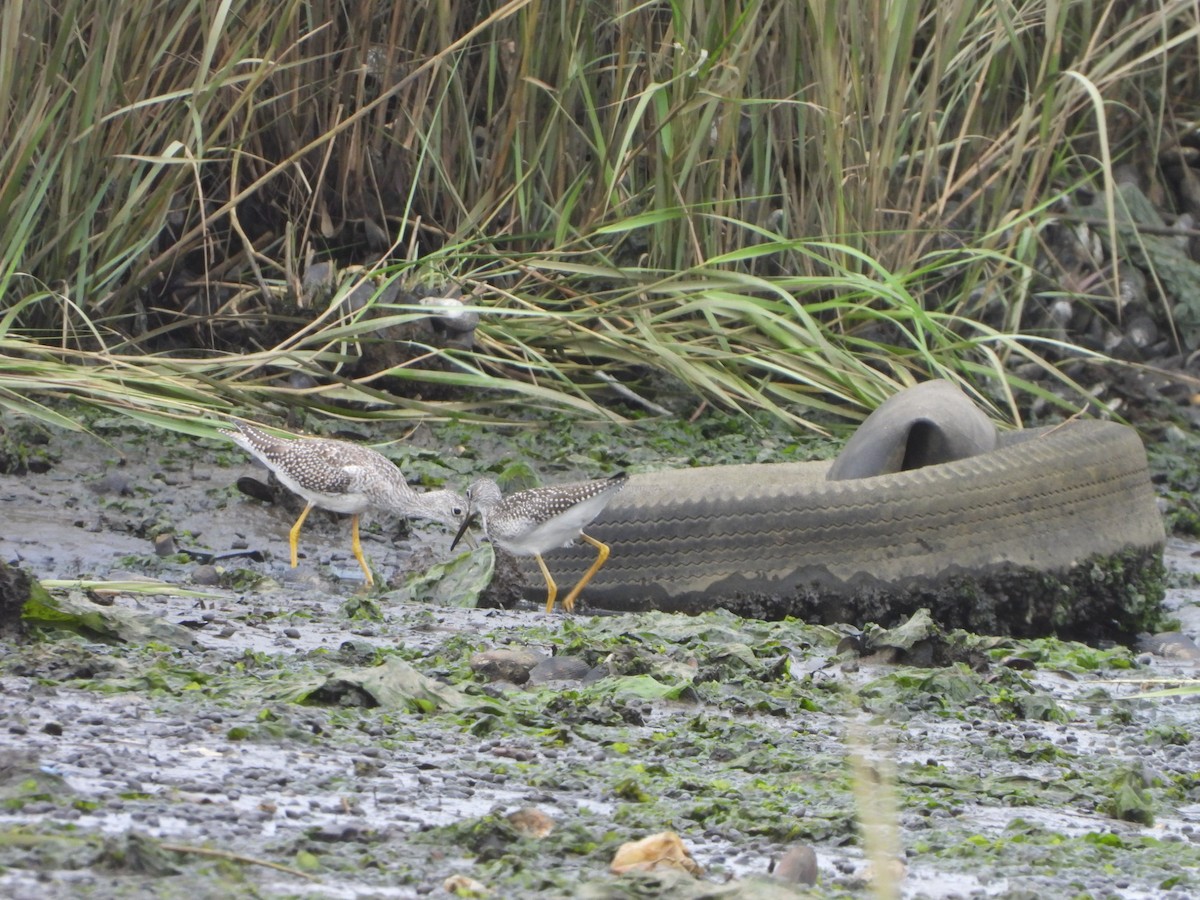 Greater Yellowlegs - jeffrey kramer